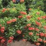 Campsis tagliabuana 'Madame Galen'